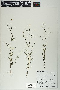 Bidens heterosperma image
