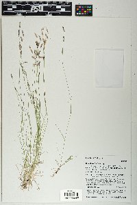 Bouteloua barbata image