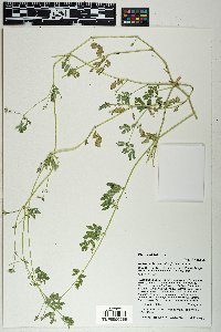 Kallstroemia californica image