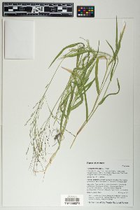 Panicum hirticaule image