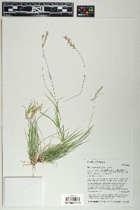 Hilaria belangeri image