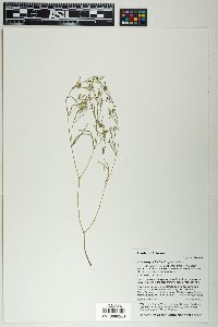 Chamaesyce florida image