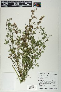 Sphaeralcea rusbyi image