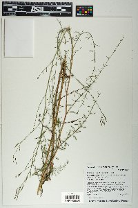 Epilobium brachycarpum image