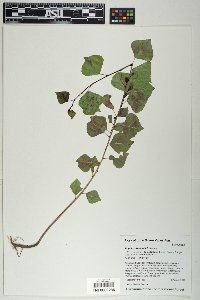 Populus fremontii image