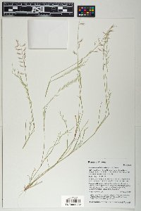 Bouteloua aristidoides image