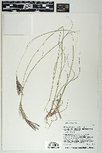 Bothriochloa ischaemum image