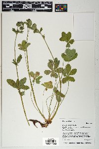 Potentilla thurberi image