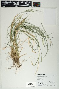 Setaria macrostachya image