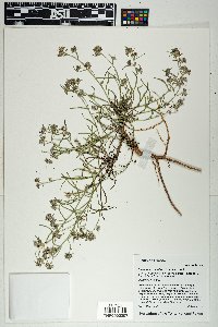 Ipomopsis multiflora image