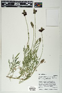 Ratibida columnifera image