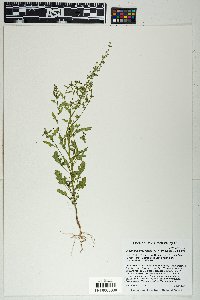 Dysphania graveolens image