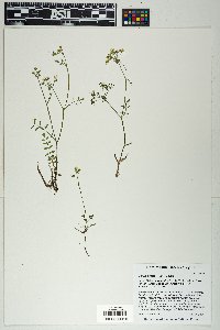 Berula erecta image