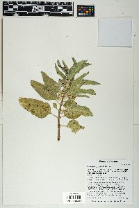 Asclepias nyctaginifolia image