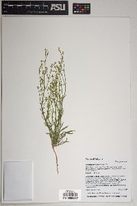 Chorizanthe brevicornu image