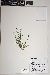 Lotus strigosus image