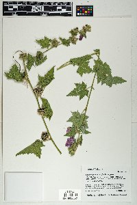 Iliamna grandiflora image