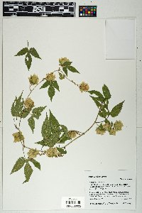 Humulus lupulus image