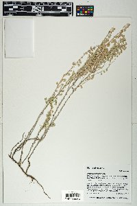Artemisia frigida image