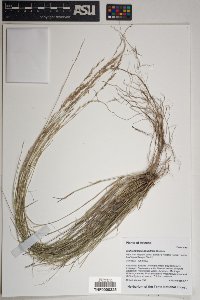 Muhlenbergia pauciflora image