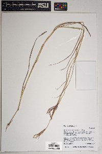 Bothriochloa ischaemum image