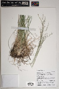 Muhlenbergia montana image