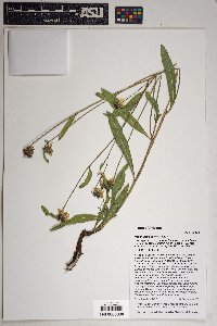 Helianthella parryi image
