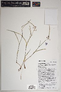Tradescantia pinetorum image