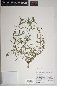 Sida abutilifolia image
