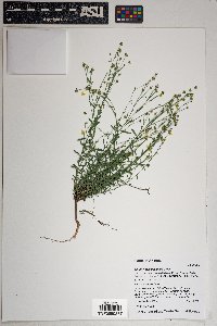 Linum neomexicanum image