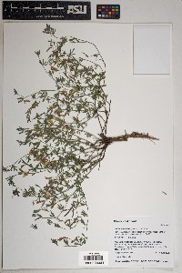Lotus plebeius image