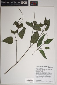 Mirabilis longiflora image