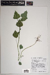 Anoda cristata image