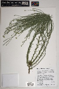 Xanthisma gracile image