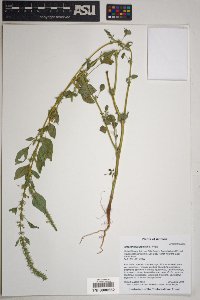 Amaranthus powellii image