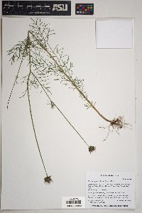 Cosmos parviflorus image