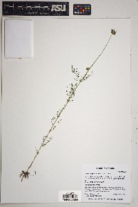 Cosmos parviflorus image