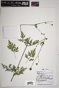 Bidens bigelovii image