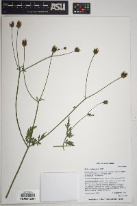 Bidens bigelovii image