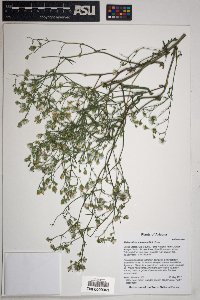 Malacothrix clevelandii image