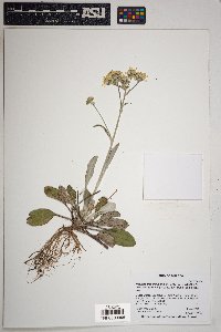 Packera neomexicana var. toumeyi image
