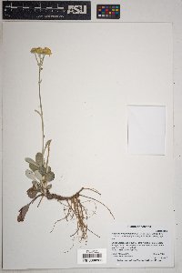 Packera neomexicana var. toumeyi image