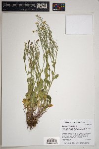 Barbarea orthoceras image