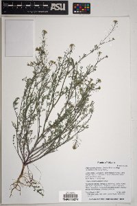 Descurainia pinnata subsp. ochroleuca image