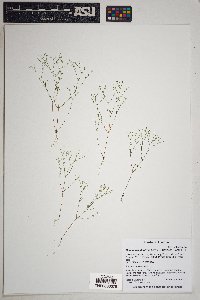 Drymaria leptophylla image