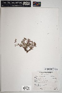 Euphorbia melanadenia image