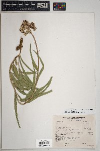 Asclepias asperula image