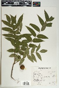 Juglans major image