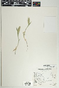 Hordeum marinum image