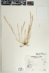 Vulpia myuros image
